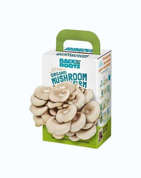 DIY Mushroom Kit