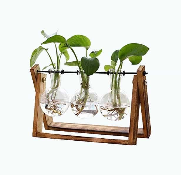 Hydroponics Plant Terrarium