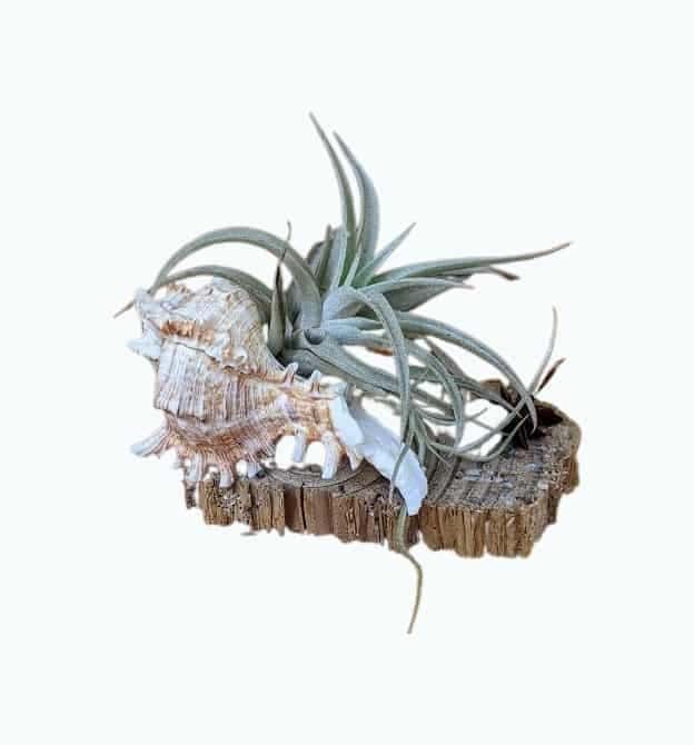 Live Air Plant Terrarium