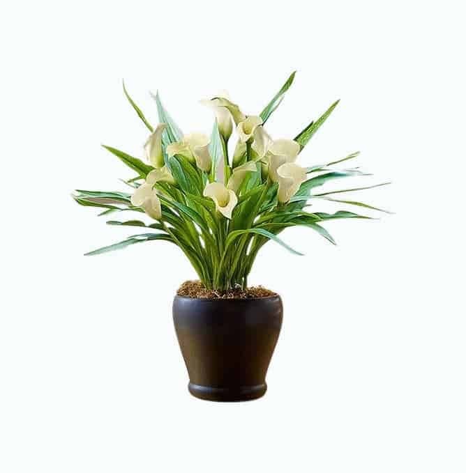 White Calla Lily Plant