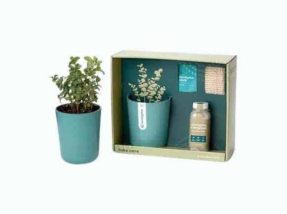 Just Breathe Eucalyptus Spa Gift Set