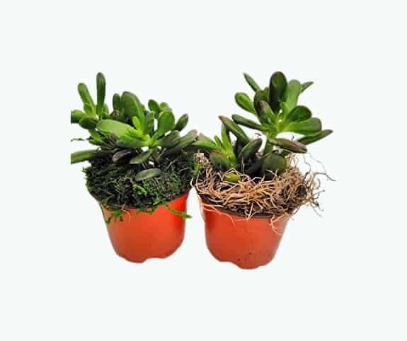 Two Large Jade Plant With Moss - Crassula Ovuta