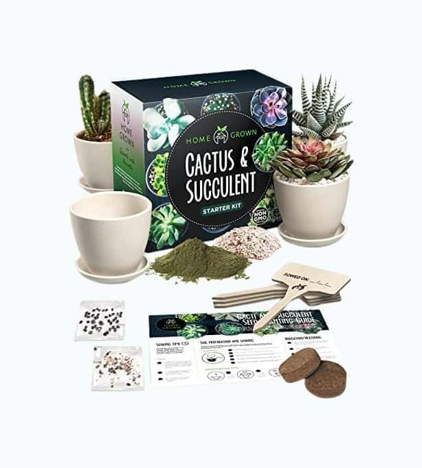 Succulent & Cactus DIY Kit