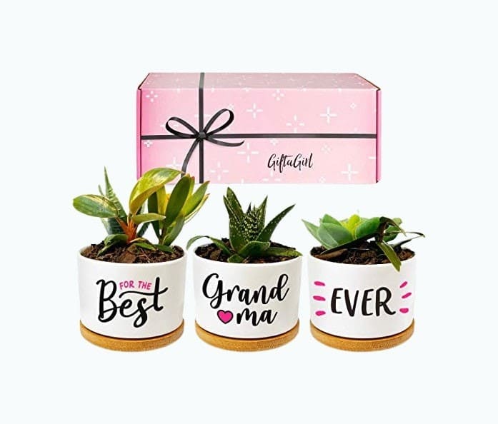 Succulent Pot Set