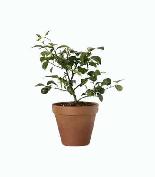 Grow Anywhere Meyer Lemon Tree