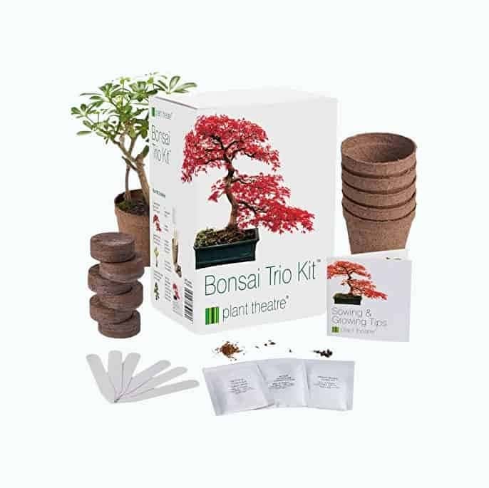 DIY Bonsai Tree Kit