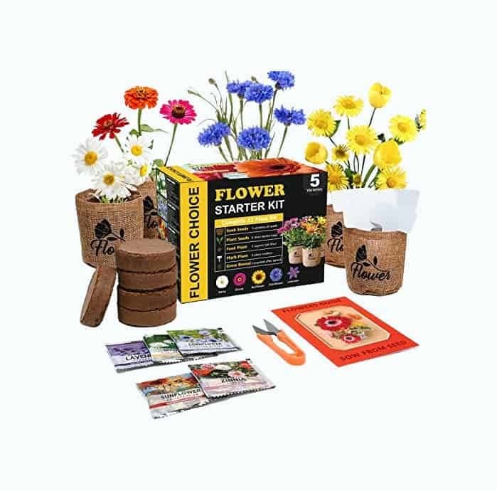 Daisy Garden Starter Kit