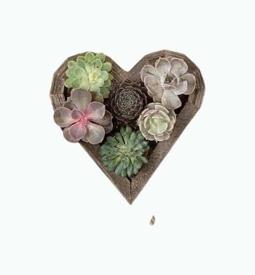 Succulent Heart Kit