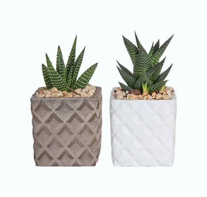 Succulents in Two-Tone Planter with Grow Tag, 2-Pack