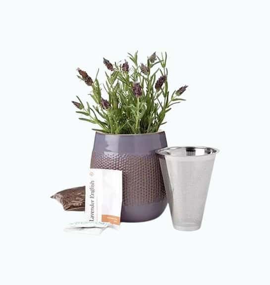 Lavender Grow Kit