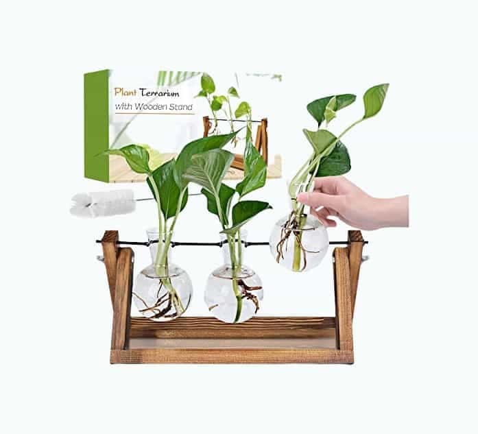 Propagation Stations Plant Terrarium with Wooden Stand