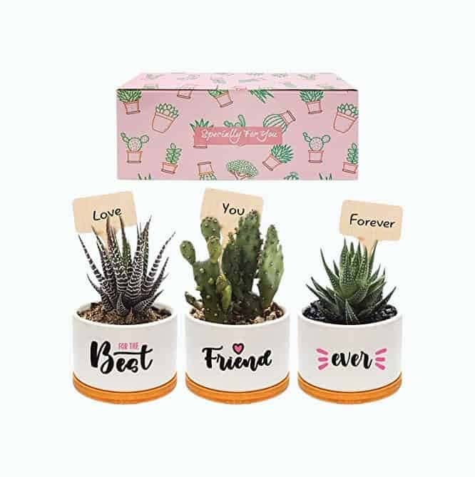 Friendship Plant Pot Set