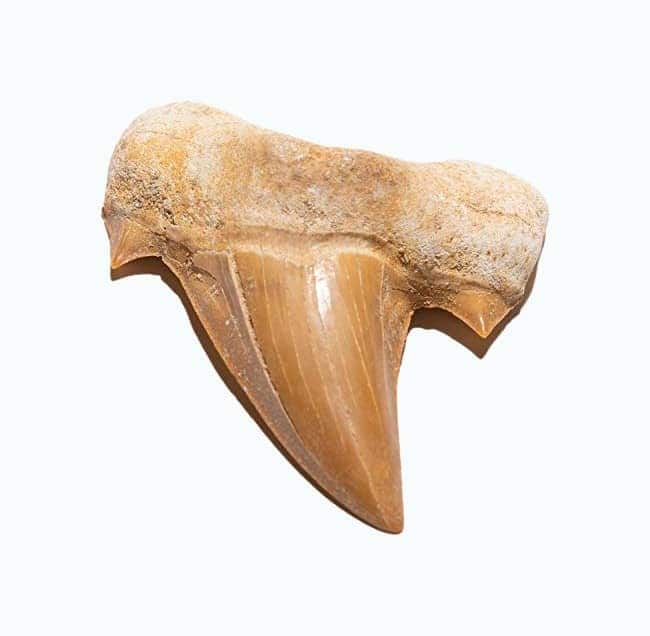 Kalifano Fossilized Prehistoric Shark Tooth