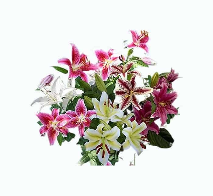 Mixed Oriental Lilies (8 Pack of Bulbs) - Freshly Dug Lily Flower Bulbs