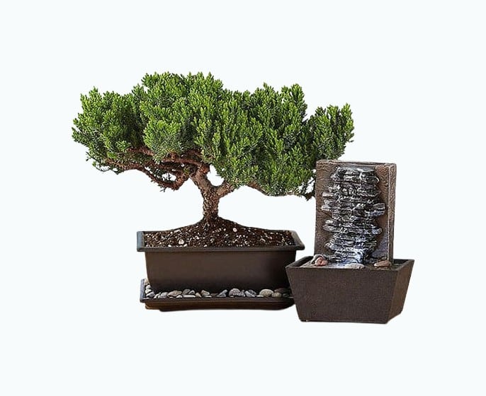 Juniper Bonsai