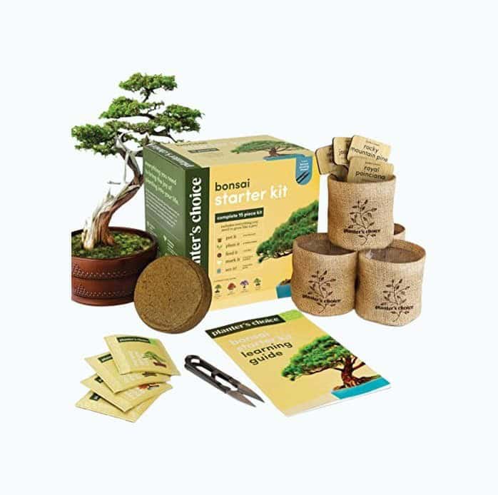 DIY Bonsai Starter Kit