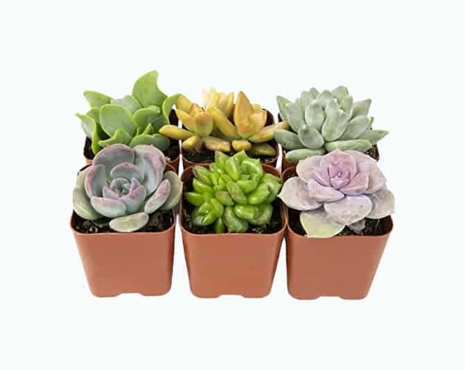 Succulent Plants (5 Pack)