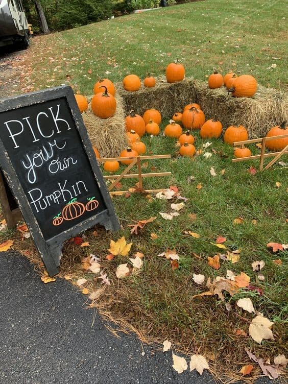 09 | PICK YOUR OWN PUMPKIN