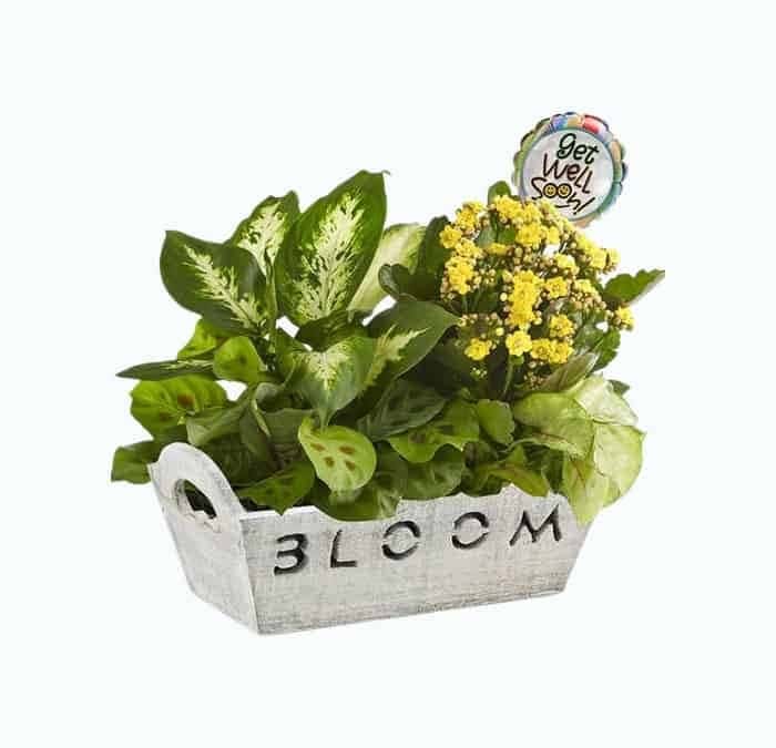 Bloom Plant Garden