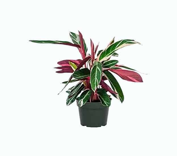 American Plant Exchange - Stromanthe Tricolor