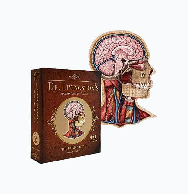 Human Head Anatomy Jigsaw Puzzle