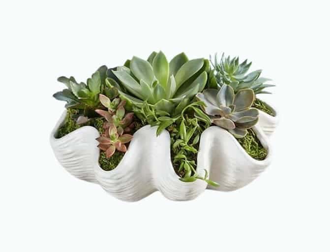 Seashell Succulent Garden