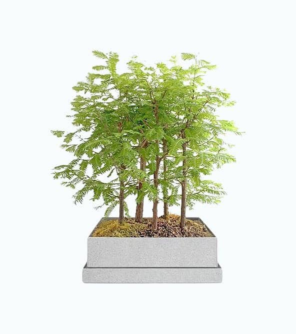 Dawn Redwood Bonsai Forest