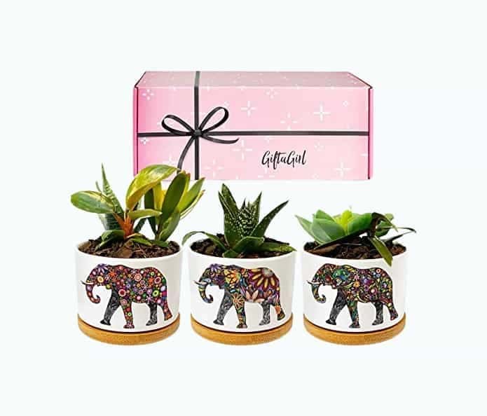 Elephant Planter Set