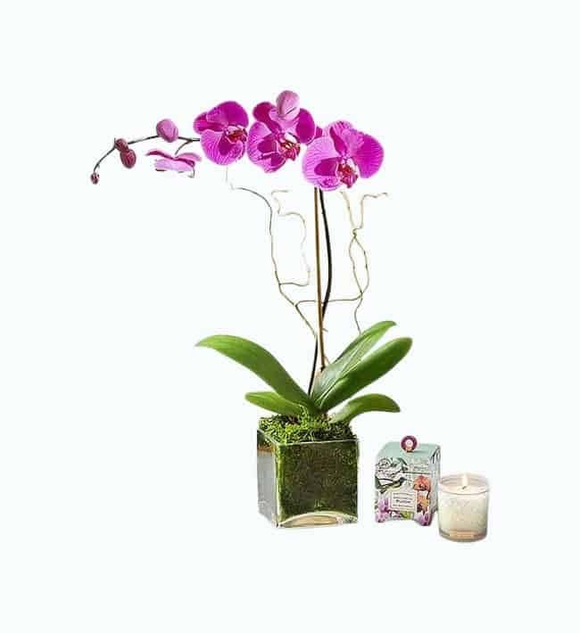 Elegant Purple Orchid