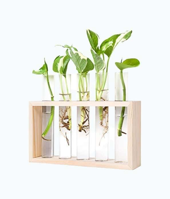 Hanging Glass Plant Terrarium