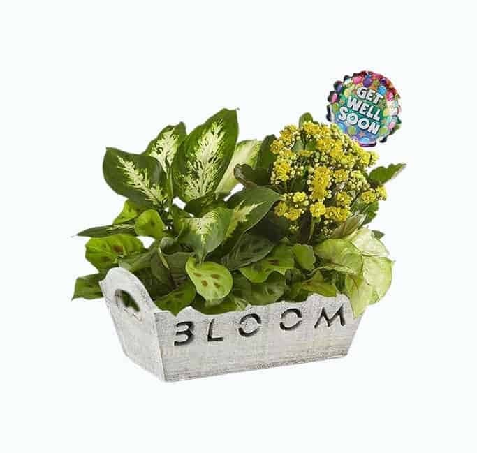 Bloom Dish Garden