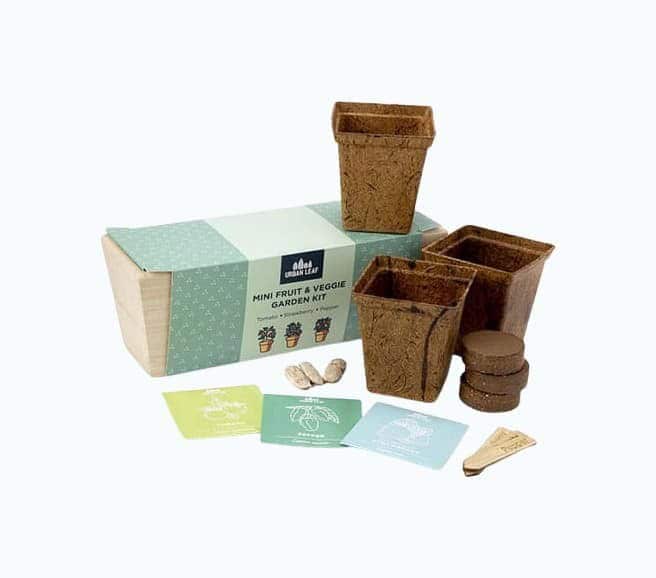 Mini Fruit & Veggie Windowsill Garden Kit