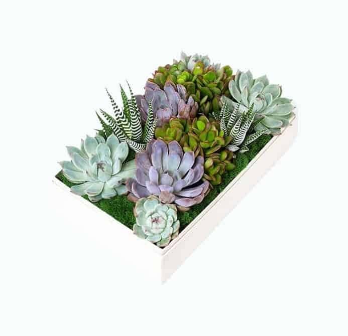 Premium Succulent Garden