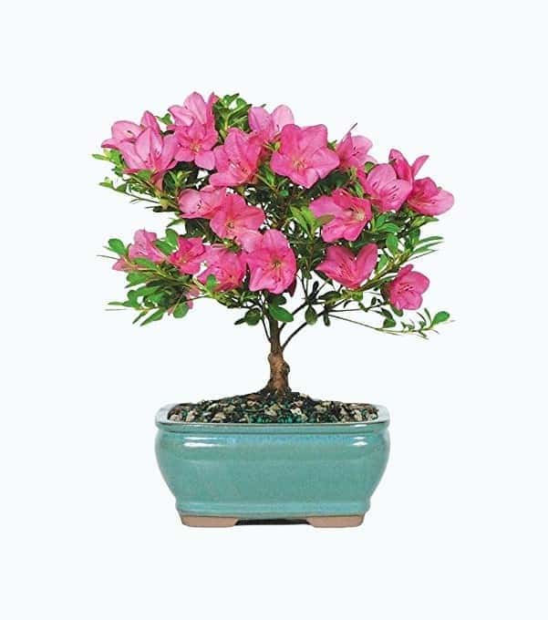 Live Bonsai Tree