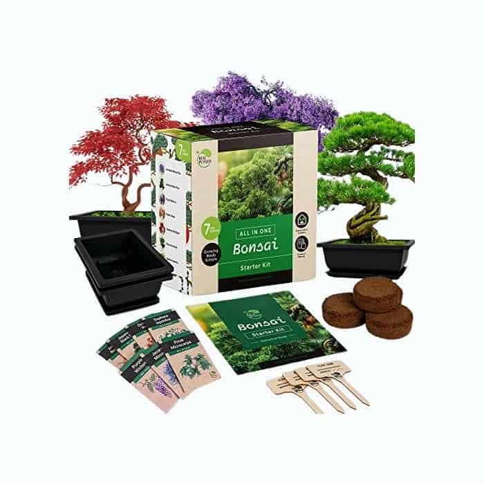 Bonsai Tree Kit