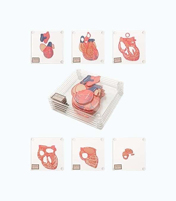 Anatomic Heart Specimen Coasters