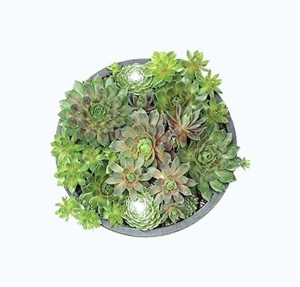 Succulent Planter Bowl