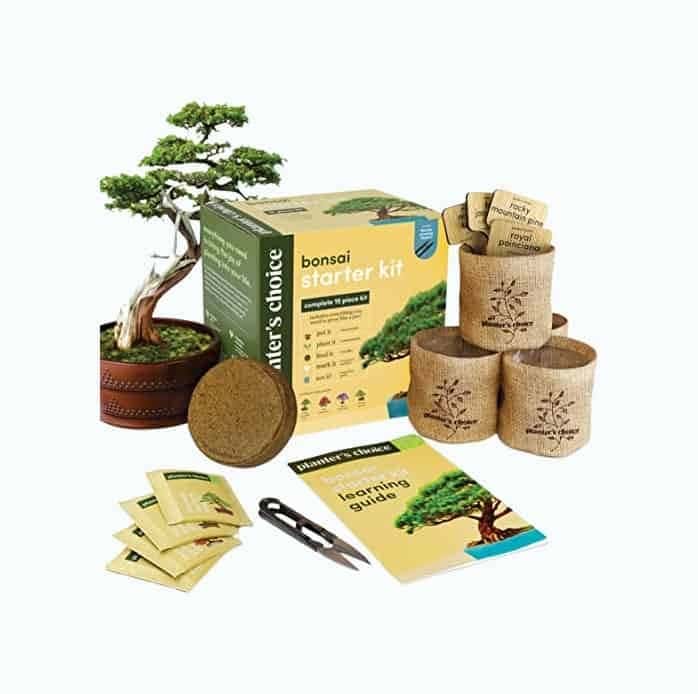 Bonsai Tree DIY Kit