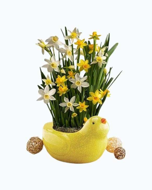 Daffodil Plant