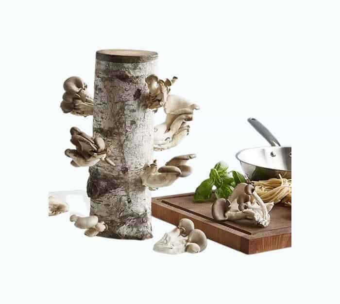 Oyster Mushroom Log Kit