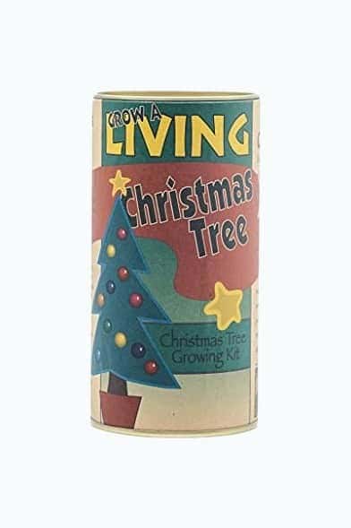 Living Christmas Tree DIY Kit