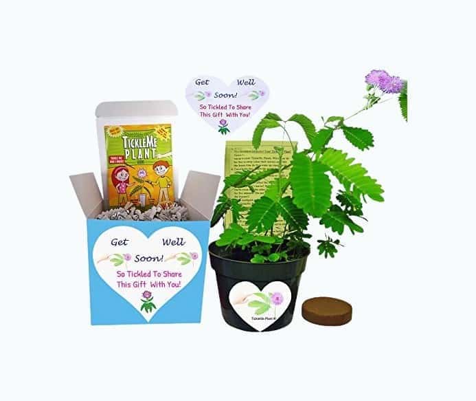 Get Well Gift Plant