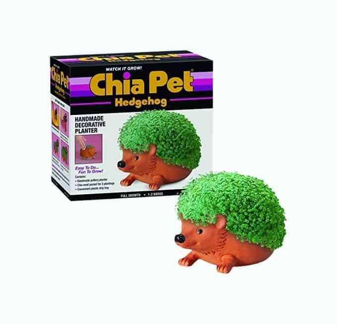 Hedgehog Chia Pet