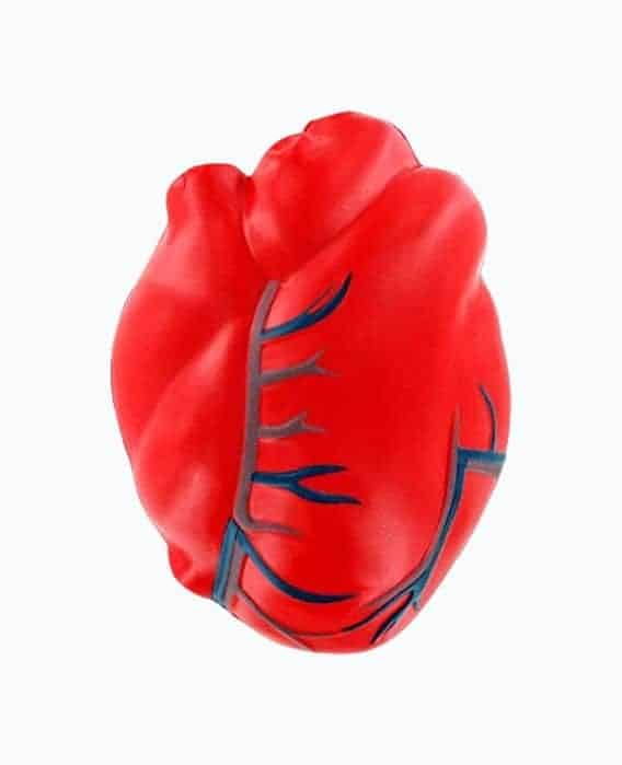 Heart Anatomy Stress Ball