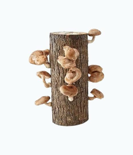 Shiitake Mushroom Log Kit