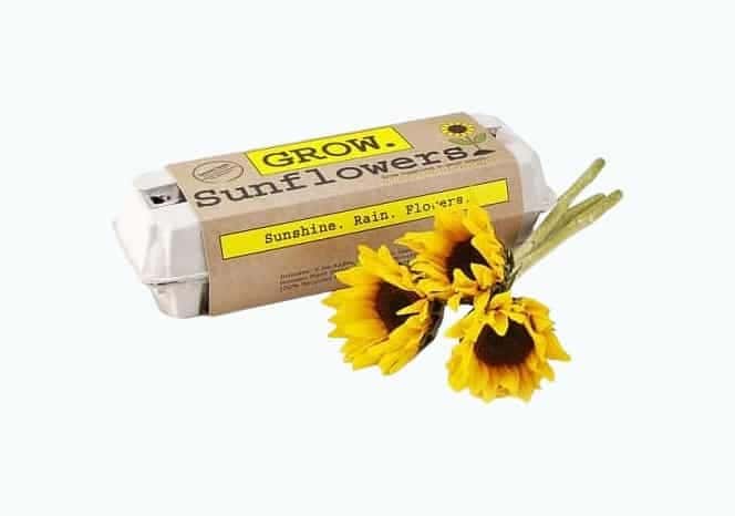 Sunflower Garden Grow Kit