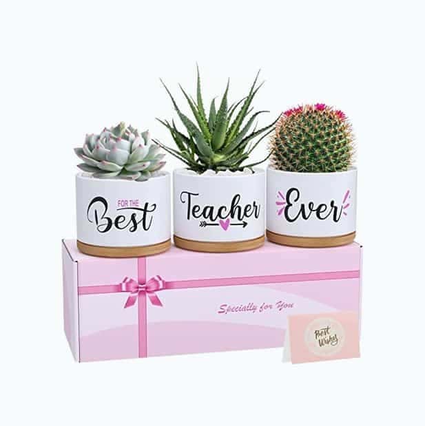 Teacher Planter Pot Set