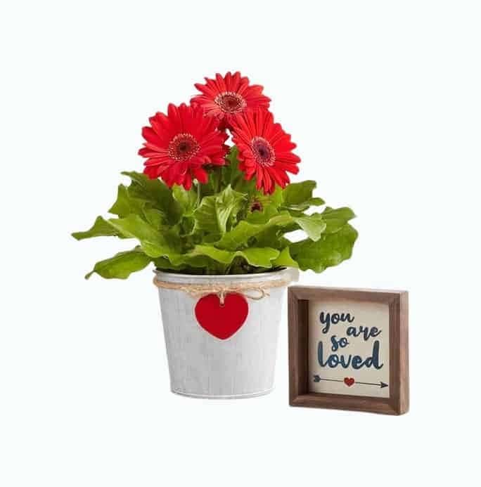 Hearts In Bloom Gerbera Daisy